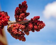 03-20-23_7506954-103251-NIKON D750CR- -ON1.jpg
