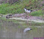 DSC_4406_001.JPG