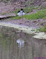 DSC_4410_001.JPG