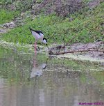 DSC_4413_001.JPG