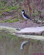 DSC_4419_001.JPG