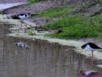 DSC_4425_001.JPG