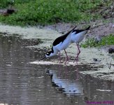 DSC_4428_001.JPG