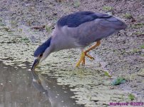 DSC_4438_001.JPG