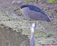 DSC_4437_001.JPG