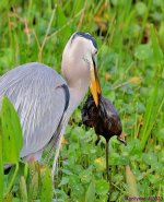 DSC_4474_001.JPG