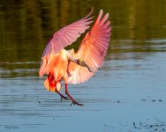 SpoonbillLanding-589.jpg
