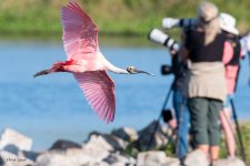 SpoonbillSneaky-589.jpg