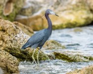 LittleBlueHeron-589.jpg