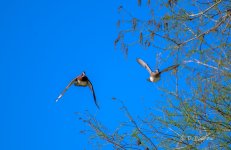 _DAB7291-gigapixel-low_res-scale-1_50x-cropped.jpg