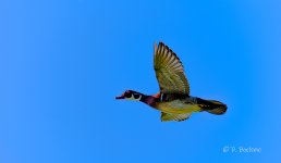 _DAB7294-gigapixel-low_res-scale-2_00x-cropped.jpg