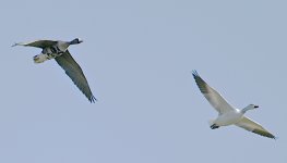 2023-03-16_15-00-24gimpcrop2s.jpg