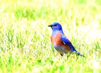 ROY_6819.JPG