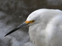 Egret2.jpg