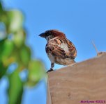 DSC_0250_001.JPG