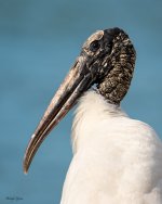 WoodStorkPortrait-590.jpg