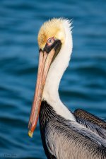 BrownPelican-590.jpg