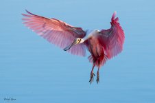 SpoonbillLanding-590.jpg