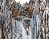 OwlNest-590.jpg