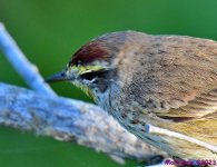 DSC_4548_001.JPG