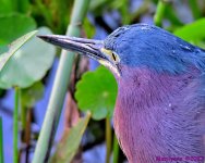 DSC_4612_001.JPG