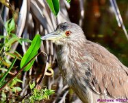 DSC_4630_001.JPG