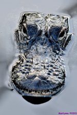 DSC_4639_001.JPG