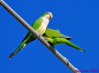 DSC_4665_001.JPG