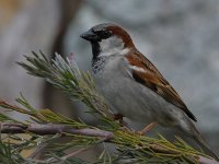 Sparrow6.jpg