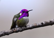 ROY_6890.JPG