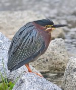 ROY_6930.JPG