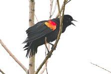 ROY_6951.JPG