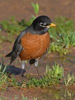 Robin6.jpg