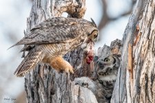 OwlRabbit-590.jpg
