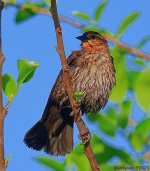 DSC_4739_001.JPG