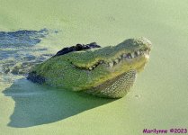 DSC_4822_001.JPG
