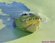 DSC_4825_001.JPG