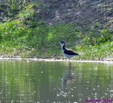 DSC_4850_001.JPG
