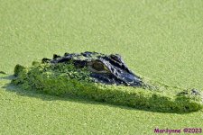 DSC_4855_001.JPG
