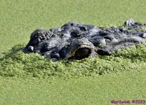 DSC_4860_001.JPG