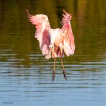 SpoonbillJuvieLanding-590.jpg