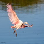 SpoonbillJuvieLanding-593.jpg