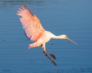 SpoonbillJuvieLanding-594.jpg