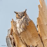 OwlNest-591.jpg