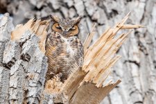 OwlNest-592.jpg