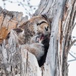 OwlFeeding-590.jpg