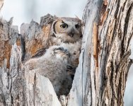 OwlCuddle-592.jpg