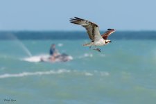 OspreyContrast-592.jpg