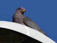 BandTailPigeon2.jpg