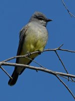 Kingbird.jpg